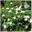 Спирея японская ‘Albiflora’ Spiraea japonica ‘Albiflora’