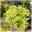 Спирея японская ‘Goldmound’ Spiraea japonica ‘Goldmound’