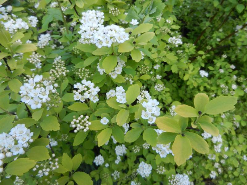 Спирея вангутта листья. Спирея вангутта листва. Вангутта спирея вангутта. Спирея вангутта листья. Снежноягодник спирея вангутта.
