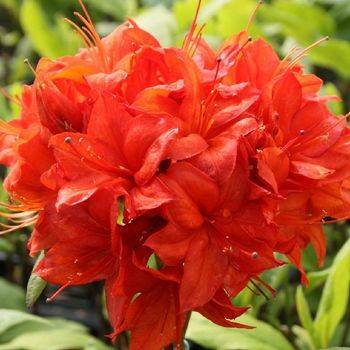 Азалия ‘Parkfeuer’ (Azalea ‘Parkfeuer’)