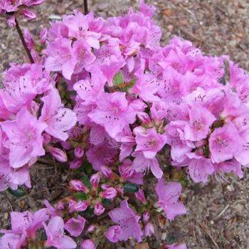 Азалия японская ‘Otava’ (Azalea japonica ‘Otava’)