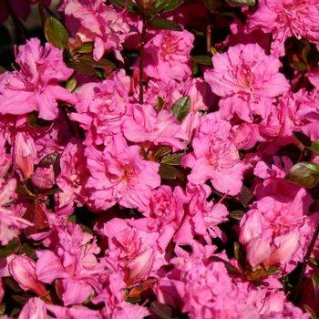 Азалия японская ‘Petticoat’ (Azalea japonica ‘Petticoat’)