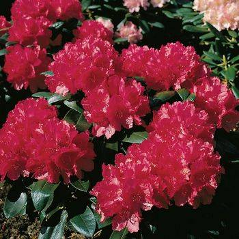 Рододендрон якушиманский ‘Astrid’ (Rhododendron yakushimanum ‘Astrid’)