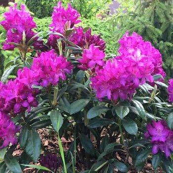 Рододендрон гибридный ‘Bolesław Chrobry / Royal Lilac’ (Rhododendron hybridum ‘Bolesław Chrobry / Royal Lilac’)