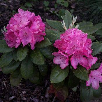 Рододендрон гибридный ‘Hellikki’ (Rhododendron hybriden ‘Hellikki’)