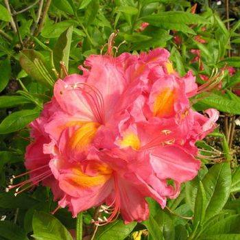 Азалия ‘Juanita’ (Azalea ‘Juanita')