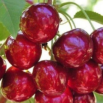 Черешня ‘Сюбаровская’