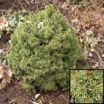 Ель канадская Alberta Globe (Picea glauca Alberta Globe)