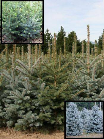 Ель колючая Glauca Kaibab (Picea pungens Glauca Kaibab)