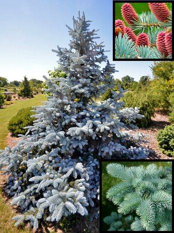 Ель колючая Hoopsii (Picea pungens ‘Hoopsii’)