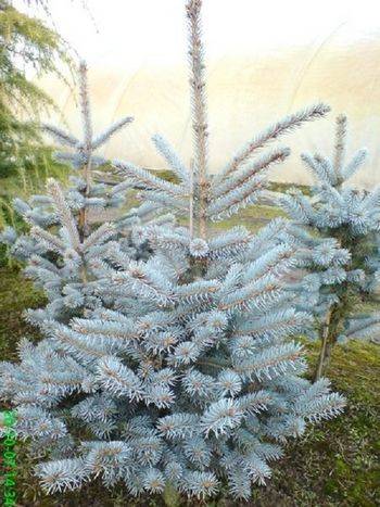 Ель колючая Hoto (Picea pungens Hoto)