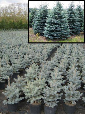 Ель колючая Misty Blue (Picea pungens Misty Blue)