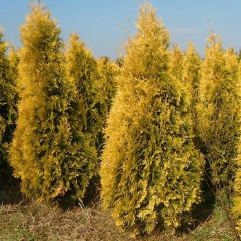 Туя западная ‘Jantar’ (Thuja occidentalis ‘Jantar’)