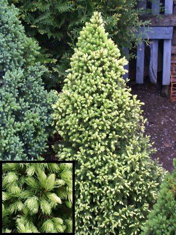 Ель канадская Daisy’s White (Picea glauca Daisy’s White)