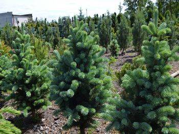 Ель колючая Retroflexa (Picea pungens ‘Retroflexa’)