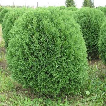 Туя западная ‘Kobold’ (Thuja occidentalis ‘Kobold’)