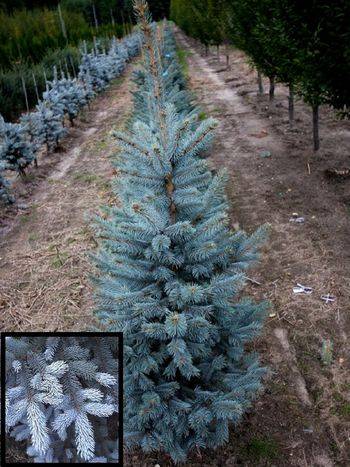 Ель колючая Schovenhorst (Picea pungens ‘Schovenhorst’)