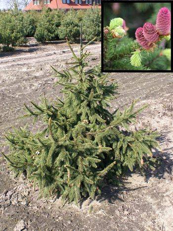 Ель обыкновенная ACROCONA (Picea abies ACROCONA)