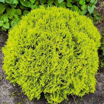 Туя западная ‘Mirjam’ (Thuja occidentalis ‘Mirjam’)