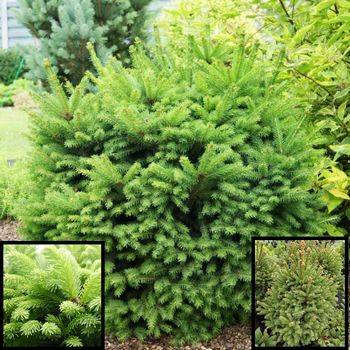 Ель обыкновенная Barryi (Picea abies Barryi)