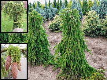 Ель обыкновенная Inversa (Picea abies Inversa)