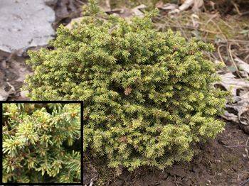 Ель обыкновенная Little Gem (Picea abies Little Gem)