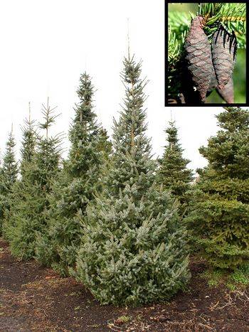 Ель сербская (Picea omorika)