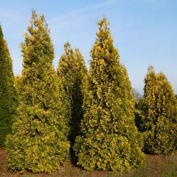 Туя западная ‘Sunkist’ (Thuja occidentalis ‘Sunkist’)