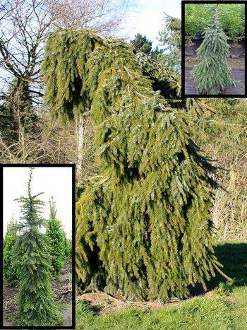 Ель сербская Pendula (Picea omorika Pendula)