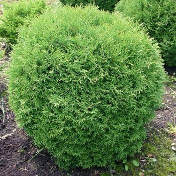 Туя западная ‘Tiny Tim’ (Thuja occidentalis ‘Tiny Tim’)