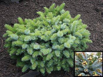 Ель ситхинская Nana (Picea sitchensis Nana)