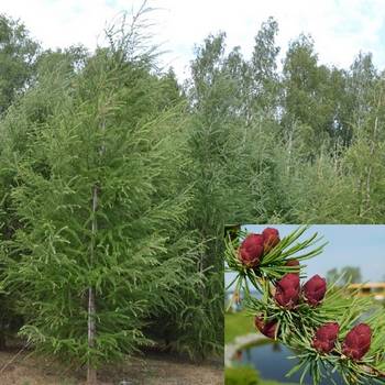 Лиственница европейская Larix decidua