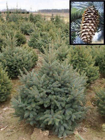 Ель колючая (Picea pungens)