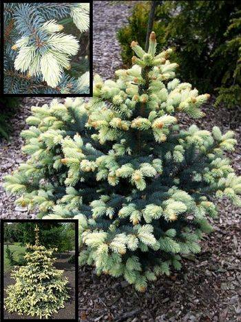 Ель колючая Bialobok (Picea pungens Białobok)