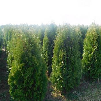 Туя западная ‘Columna’ (Thuja occidentalis ‘Columna’)