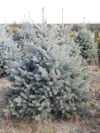 Ель колючая Glauca (Picea pungens Glauca)