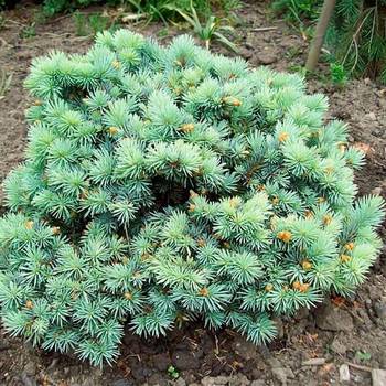 Ель колючая Picea pungens 'Frieda'