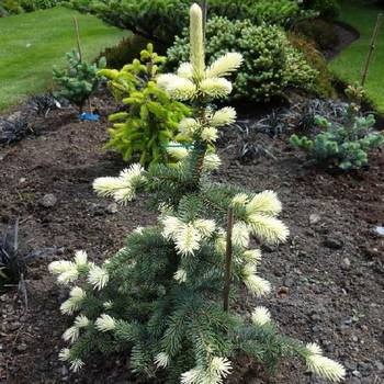 Ель колючая Picea pungens ' Frühlingsgold ' 