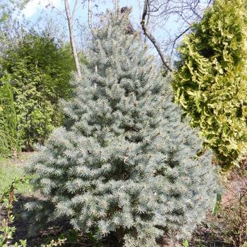 Ель колючая Picea pungens 'Glauca Marci'