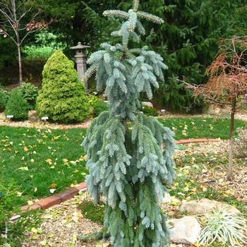 Ель колючая Picea pungens 'Glauca Pendula'