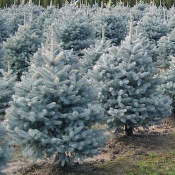 Ель колючая Picea pungens 'Glauca Kaibab'