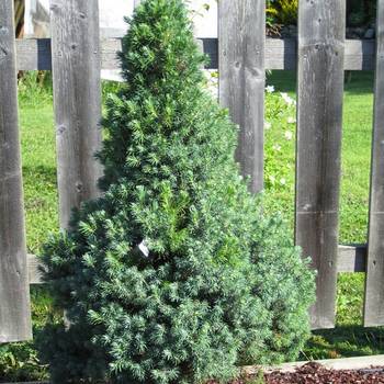 Ель канадская Picea glauca 'Blue Wonder'