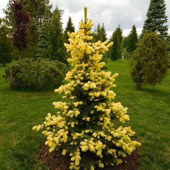 Ель колючая Picea pungens 'Maigold'