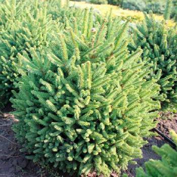 Ель обыкновенная Picea abies 'Compacta' 