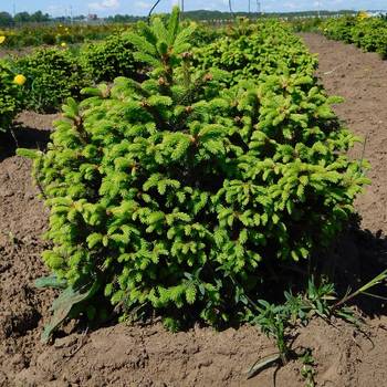 Ель обыкновенная Picea abies 'Ohlendorffii'