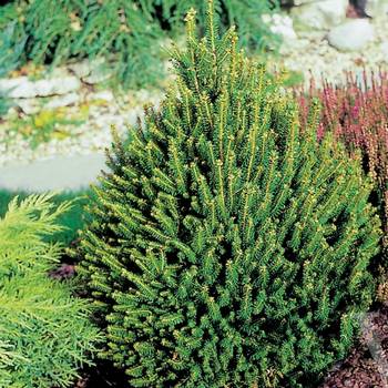 Ель обыкновенная Picea abies 'Remontii'