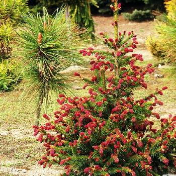 Ель обыкновенная Picea abies 'Rydal' 