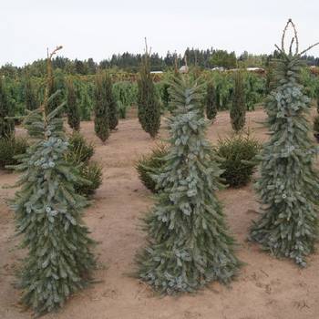 Ель сербская Picea omorika 'Pendula Bruns'