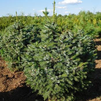 Ель сербская Picea omorika 'Nana'