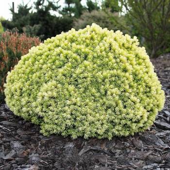 Ель канадская Picea glauca 'Dendrofarma Gold'